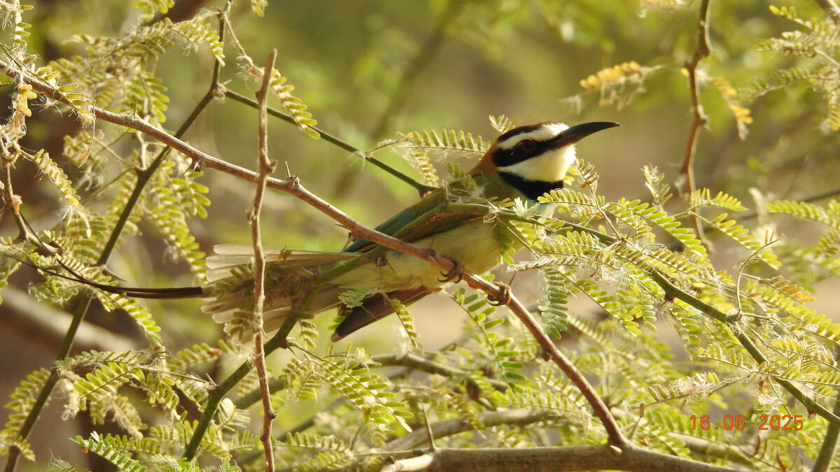 White-Throated Bee-Eater